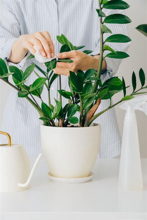 家裡植物風水|風水植物｜不只富貴竹！7款招財/招桃花植物推介+不可不知風水 